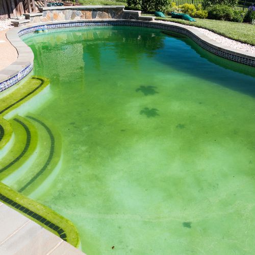 Pool Side Algae Loves Warm Weather